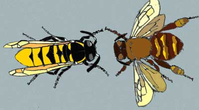 Bee vs Wasp by Susan Fluegel at Grey Duck Garlic